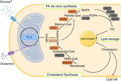 Perspectives of lipid metabolism reprogramming in head and neck squamous cell carcinoma: An overview